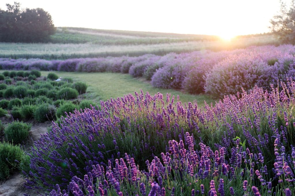 Provence, France - Lavender Fields And Charming Villages: Summer In Provence