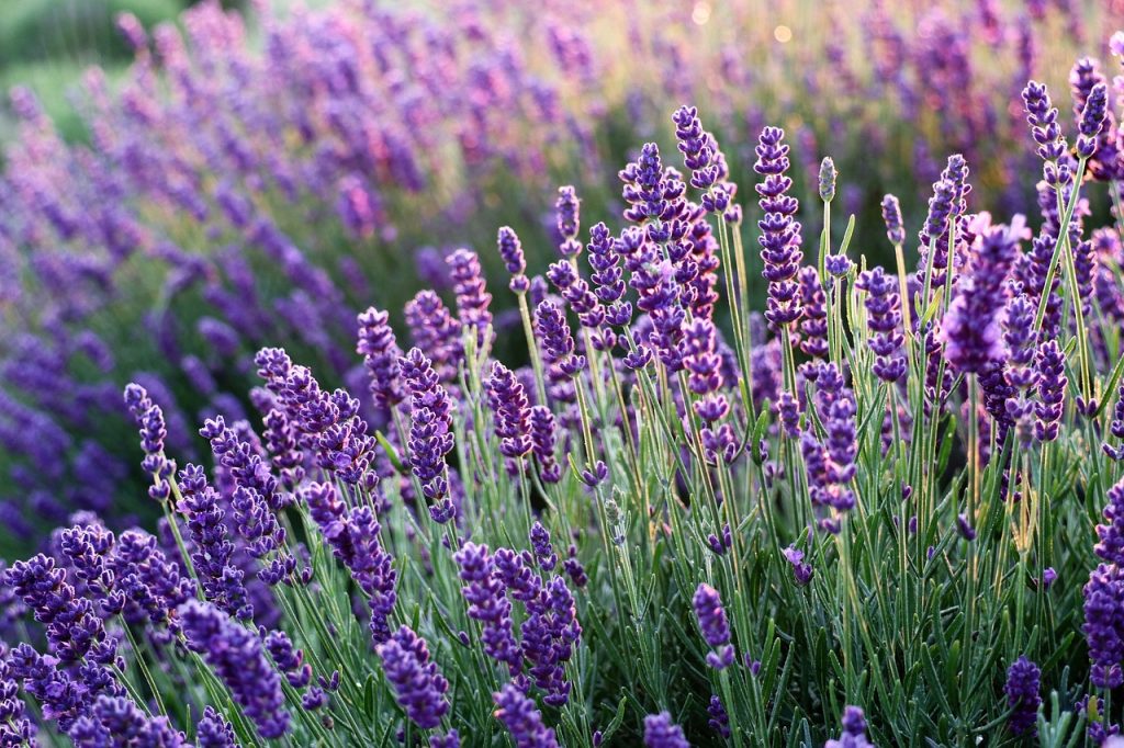Provence, France - Lavender Fields And Charming Villages: Summer In Provence