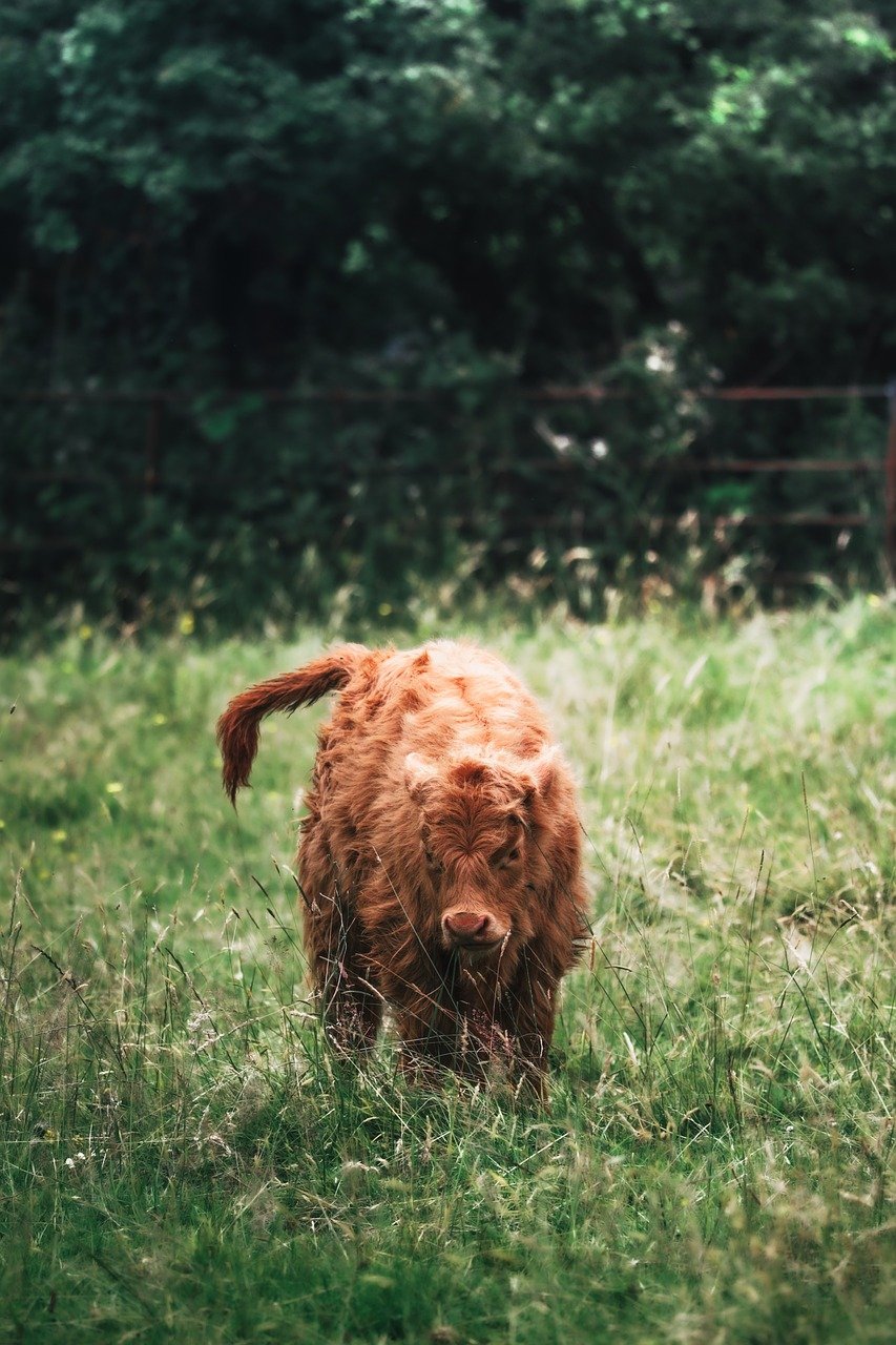 Scottish Highlands, Scotland – Mystical Landscapes And Castle Ruins: Exploring Scotland’s Highlands In Summer